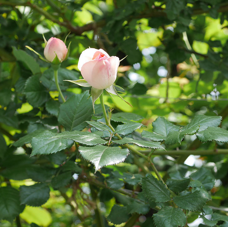ピエール・ドゥ・ロンサール(ツルバラ)の花がポツポツ咲いた。2019年-18.jpg