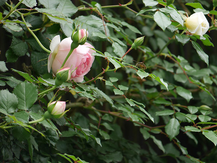 ピエール・ドゥ・ロンサール(ツルバラ)の花が咲いた。2019年-6.jpg