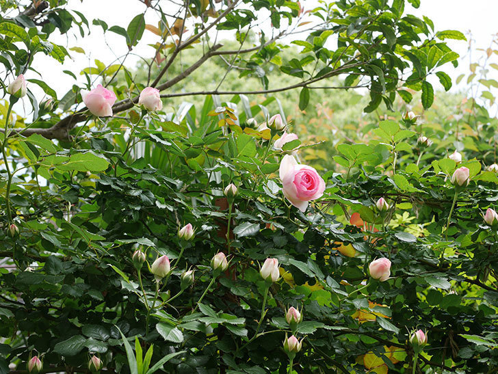 ピエール・ドゥ・ロンサール(ツルバラ)の花が増えて来た。2019年-25.jpg