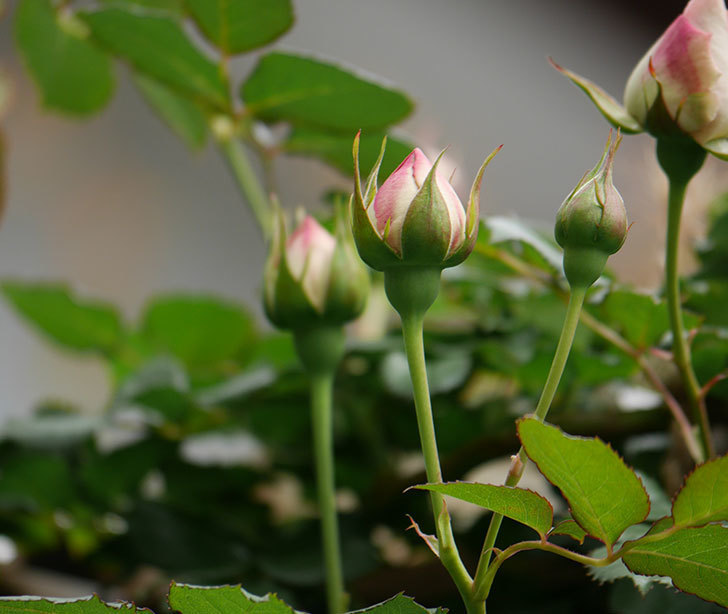 ピエール・ドゥ・ロンサール(ツルバラ)の花が少し咲いた。2019年-8.jpg