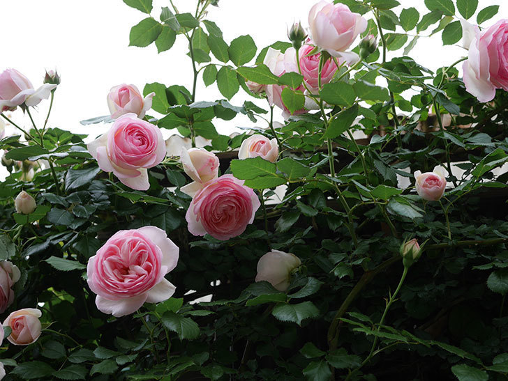 ピエール・ドゥ・ロンサール(ツルバラ)の花が更に咲いた。2019年-31.jpg