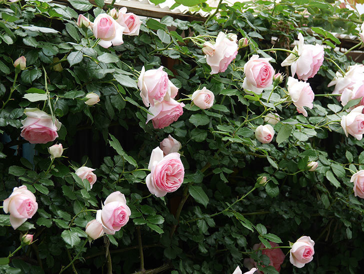ピエール・ドゥ・ロンサール(ツルバラ)の花が更に咲いた。2019年-4.jpg