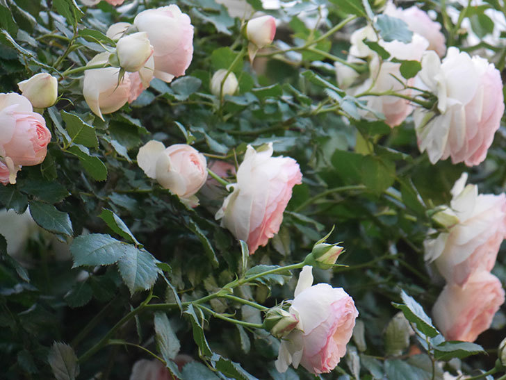 ピエール・ドゥ・ロンサール(ツルバラ)の花が開いてピンクになってきた。2020年-008.jpg