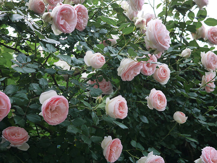 ピエール・ドゥ・ロンサール(ツルバラ)の花が開いてピンクになってきた。2020年-040.jpg