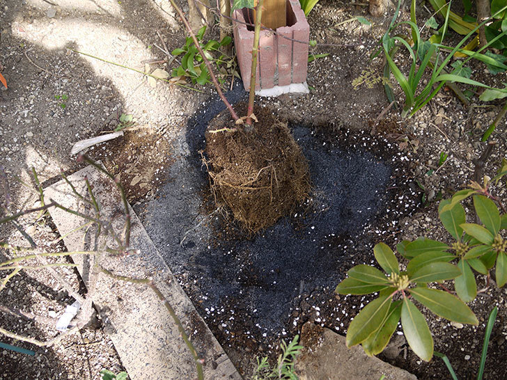 ピエール・ドゥ・ロンサール(ツルバラ)の鉢植えを地植えして誘引した。2017年-16.jpg