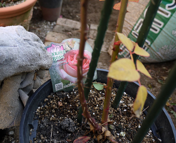 ピエール・ドゥ・ロンサール(ツルバラ)の鉢植えを地植えして誘引した。2017年-9.jpg
