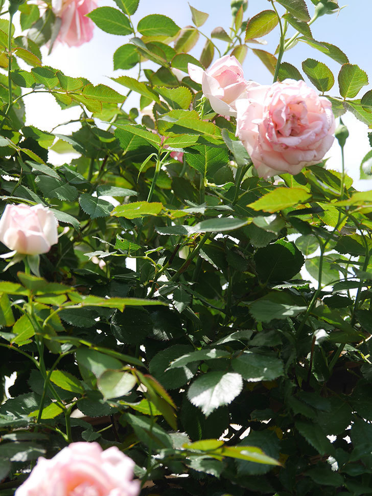 ピエール・ドゥ・ロンサール(Pierre de Ronsard)の2番花が咲いた。ツルバラ。2021年-007.jpg
