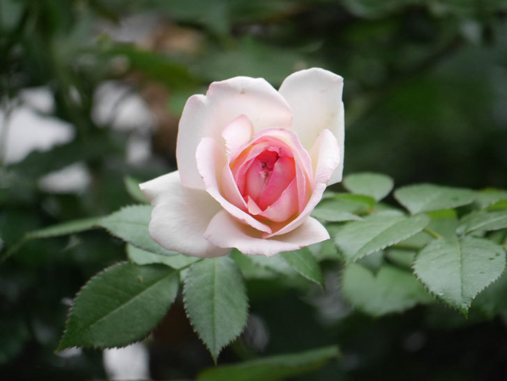 ピエール・ドゥ・ロンサール(Pierre de Ronsard)の2番花が咲いた。ツルバラ。2021年-015.jpg