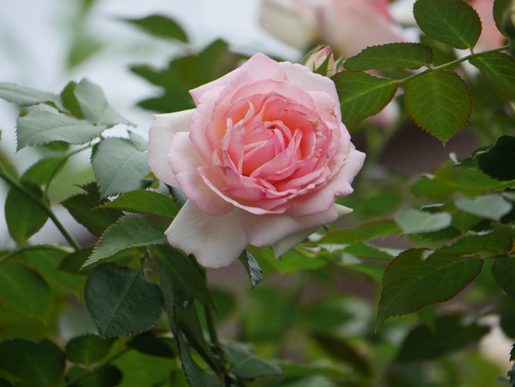 ピエール・ドゥ・ロンサール(Pierre de Ronsard)の2番花が咲いた。ツルバラ。2021年-019.jpg