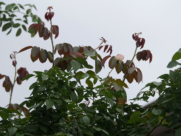 ピエール・ドゥ・ロンサール(Pierre de Ronsard)の秋花が咲いた。ツルバラ。2021年-001.jpg