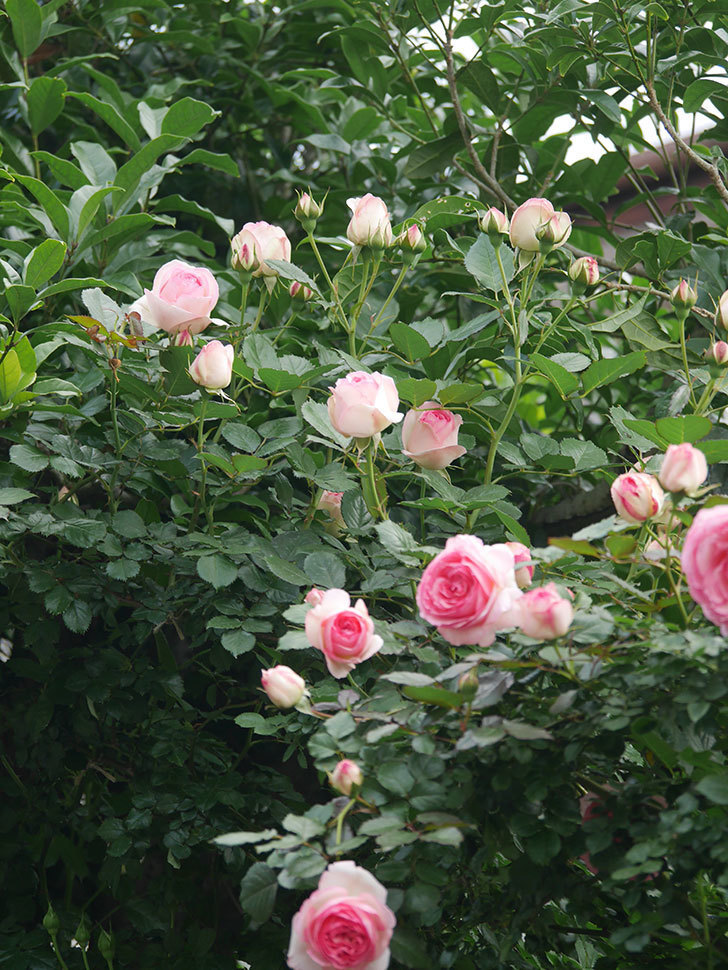 ピエール・ドゥ・ロンサール(Pierre de Ronsard)の花が咲いた。ツルバラ。2022年-005.jpg