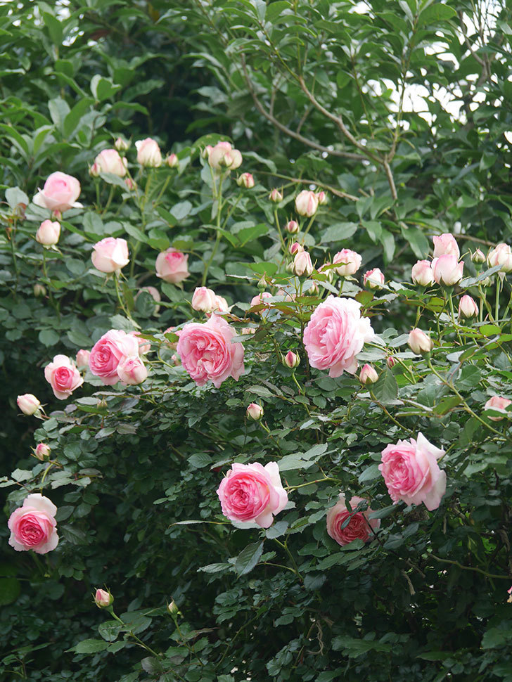 ピエール・ドゥ・ロンサール(Pierre de Ronsard)の花が咲いた。ツルバラ。2022年-009.jpg