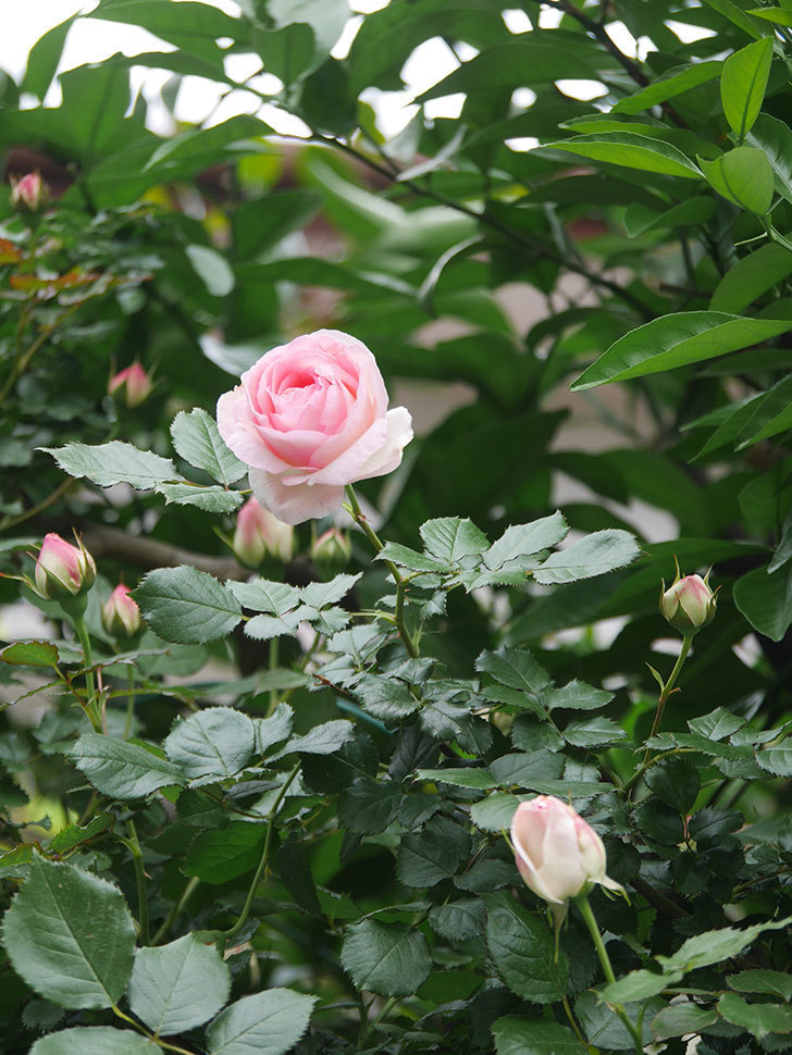 ピエール・ドゥ・ロンサール(Pierre de Ronsard)の花が咲いた。ツルバラ。2022年-014.jpg