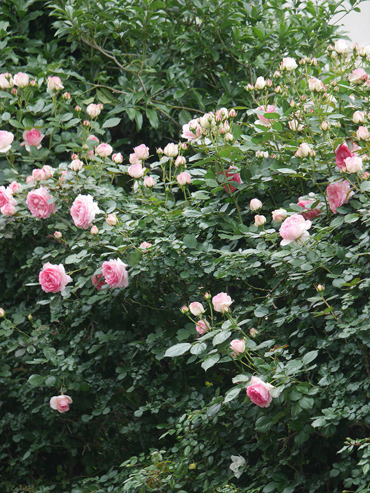 ピエール・ドゥ・ロンサール(Pierre de Ronsard)の花が咲いた。ツルバラ。2022年-028.jpg
