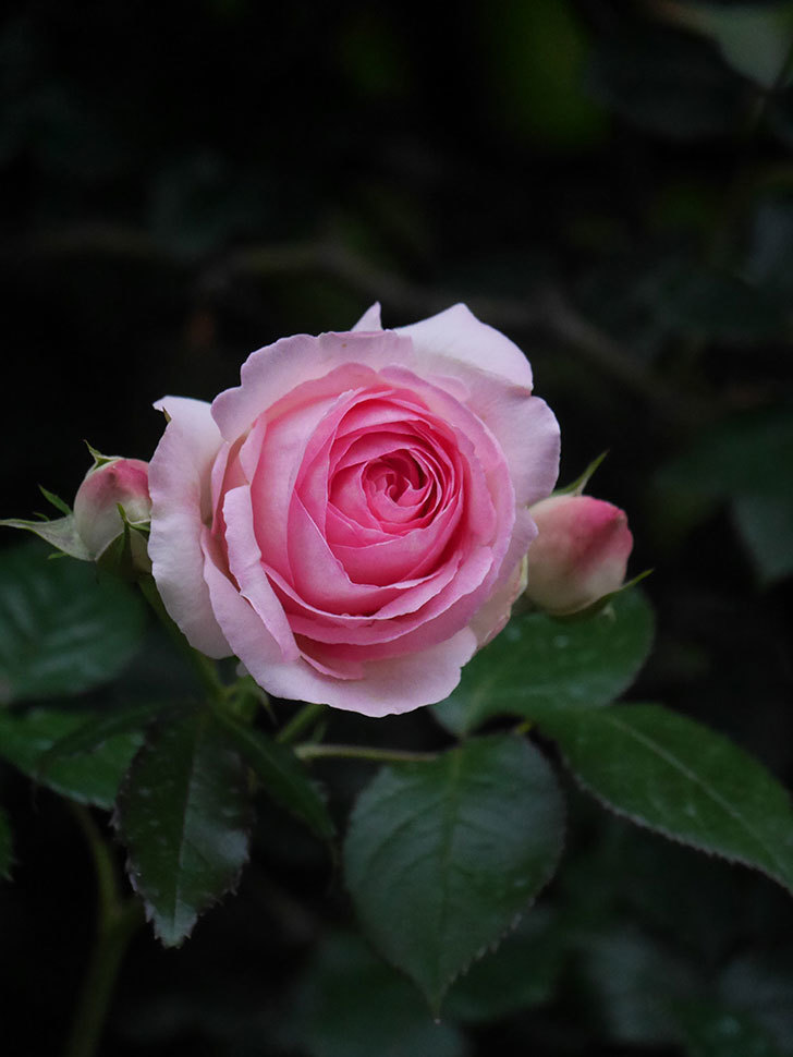 ピエール・ドゥ・ロンサール(Pierre de Ronsard)の花が咲いた。ツルバラ。2022年-039.jpg