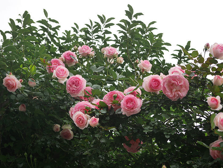 ピエール・ドゥ・ロンサール(Pierre de Ronsard)の花が咲いた。ツルバラ。2022年-050.jpg