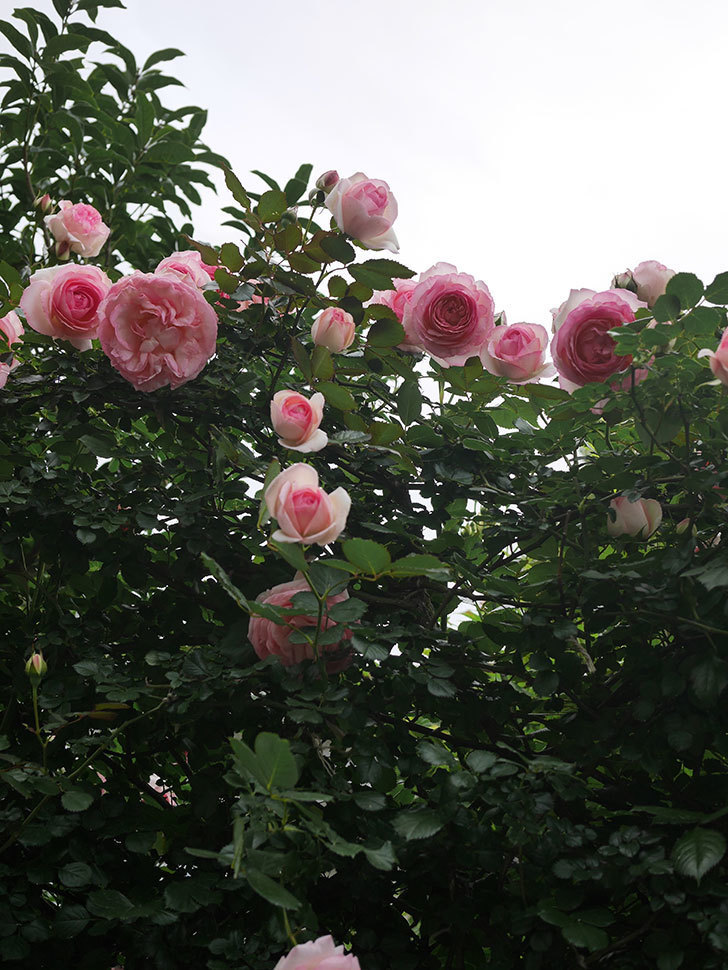 ピエール・ドゥ・ロンサール(Pierre de Ronsard)の花が咲いた。ツルバラ。2022年-051.jpg