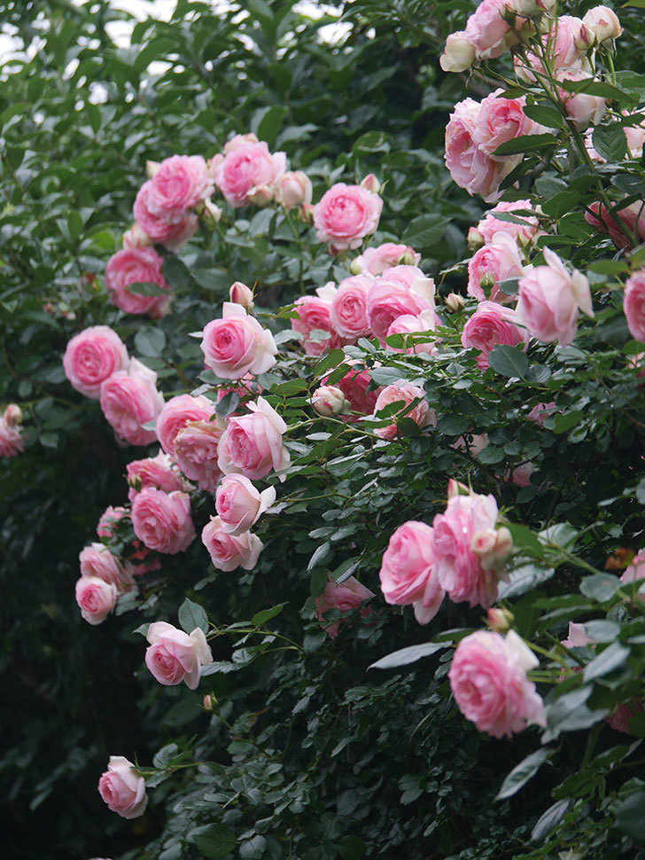 ピエール・ドゥ・ロンサール(Pierre de Ronsard)の花が咲いた。ツルバラ。2022年-065.jpg