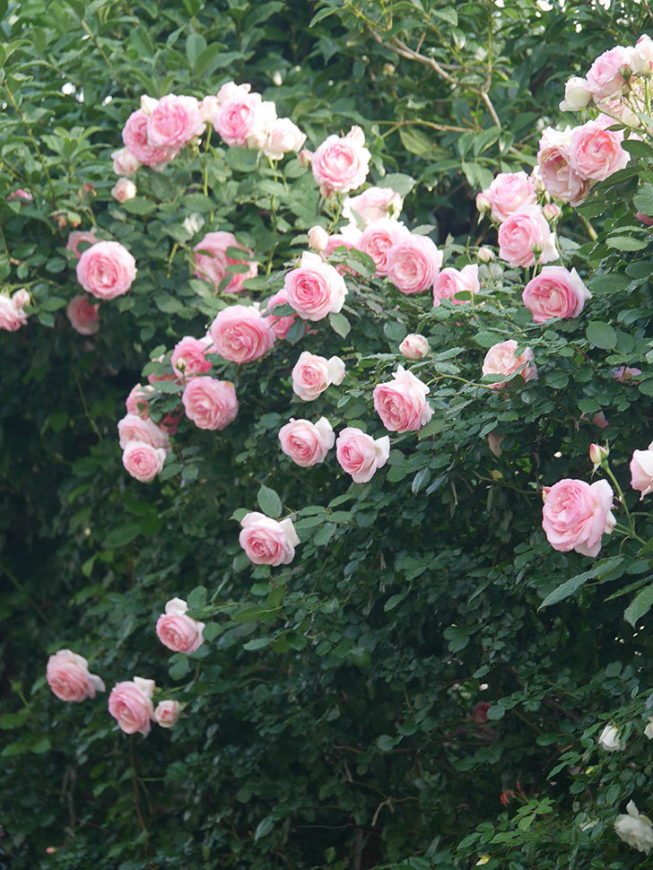 ピエール・ドゥ・ロンサール(Pierre de Ronsard)の花が咲いた。ツルバラ。2022年-072.jpg
