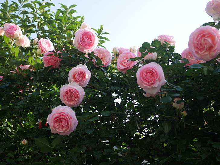 ピエール・ドゥ・ロンサール(Pierre de Ronsard)の花が咲いた。ツルバラ。2022年-074.jpg