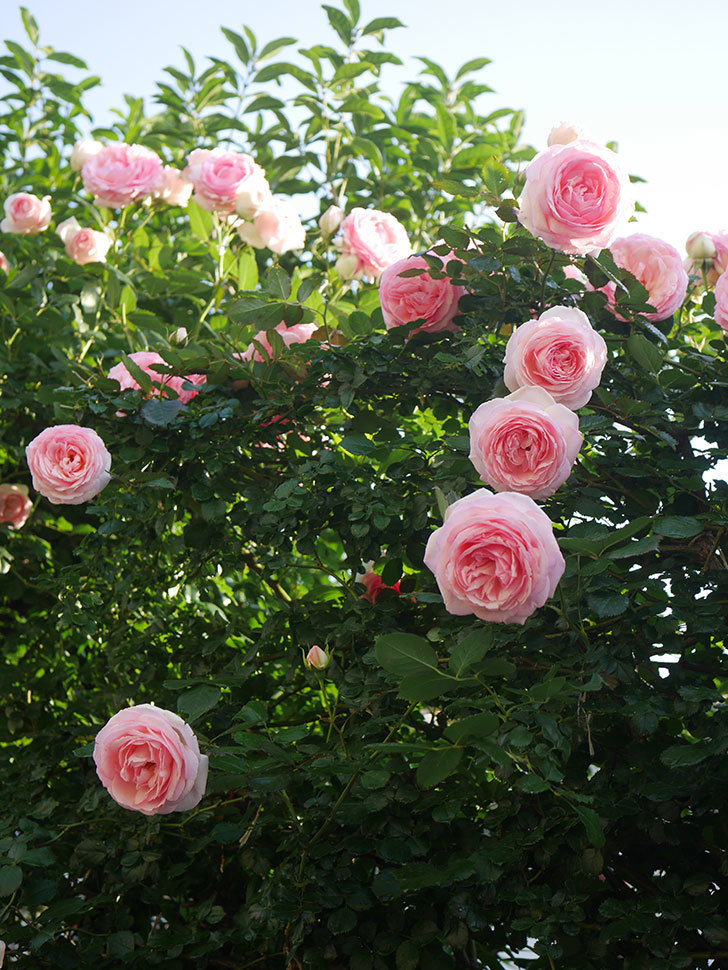 ピエール・ドゥ・ロンサール(Pierre de Ronsard)の花が咲いた。ツルバラ。2022年-075.jpg