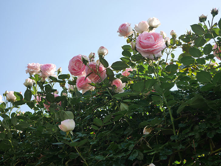 ピエール・ドゥ・ロンサール(Pierre de Ronsard)の花が咲いた。ツルバラ。2022年-076.jpg