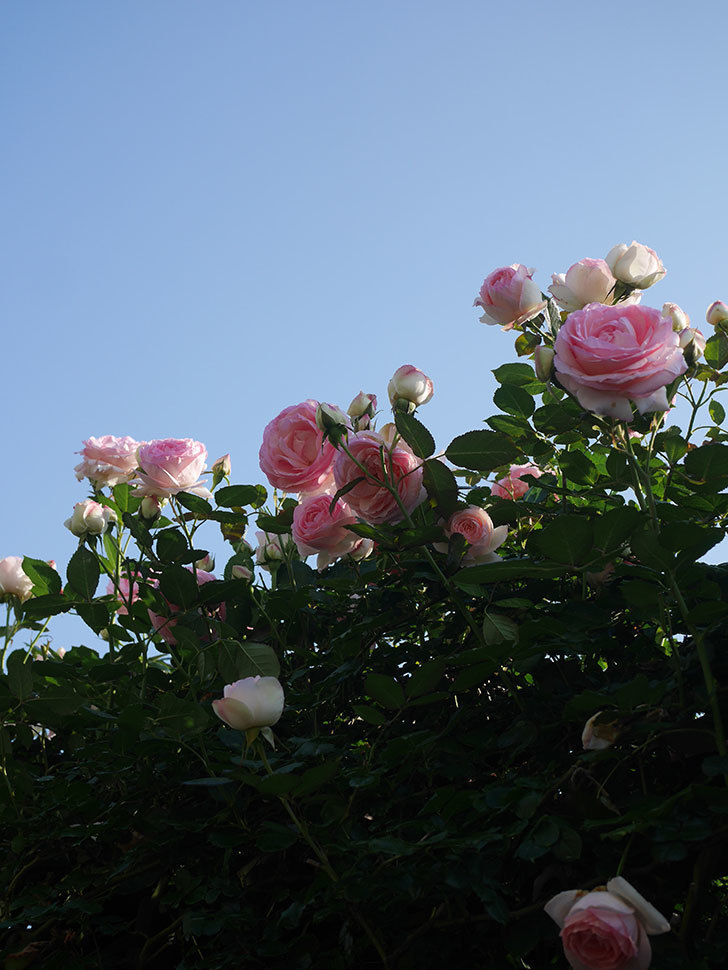 ピエール・ドゥ・ロンサール(Pierre de Ronsard)の花が咲いた。ツルバラ。2022年-077.jpg