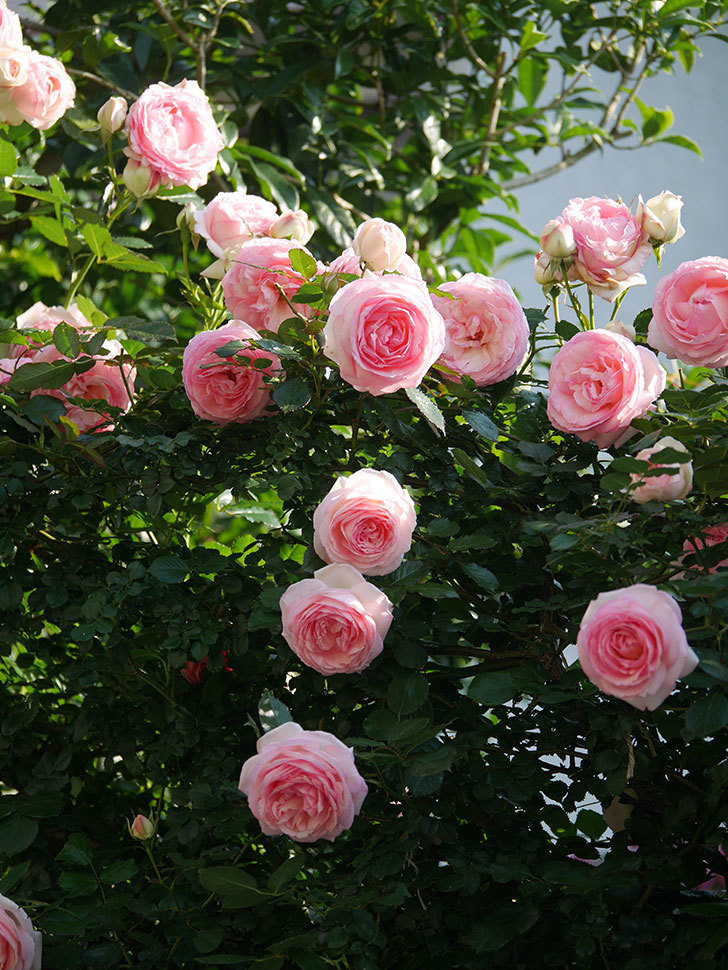 ピエール・ドゥ・ロンサール(Pierre de Ronsard)の花が咲いた。ツルバラ。2022年-081.jpg