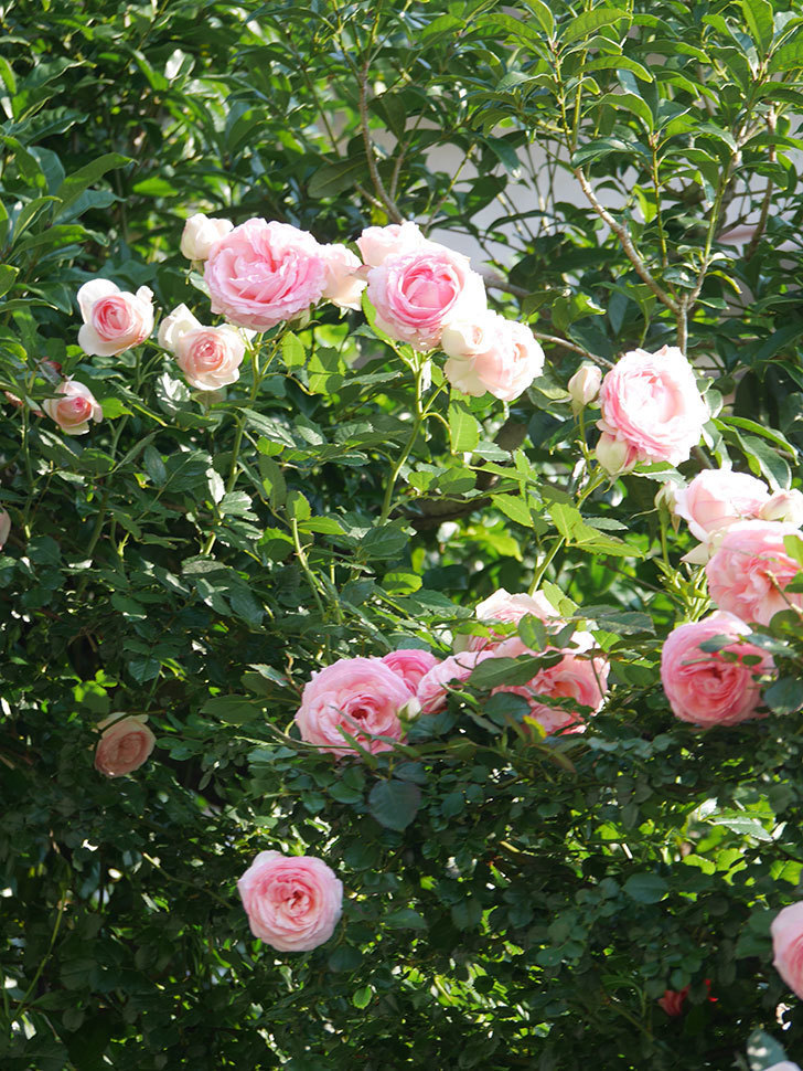 ピエール・ドゥ・ロンサール(Pierre de Ronsard)の花が咲いた。ツルバラ。2022年-082.jpg