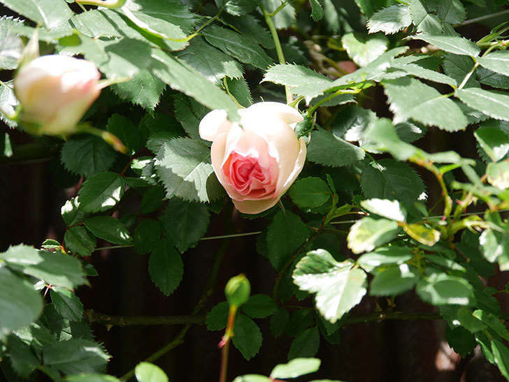 ピエール・ドゥ・ロンサール(Pierre de Ronsard)の花が少し咲いた。ツルバラ。2021年-022.jpg