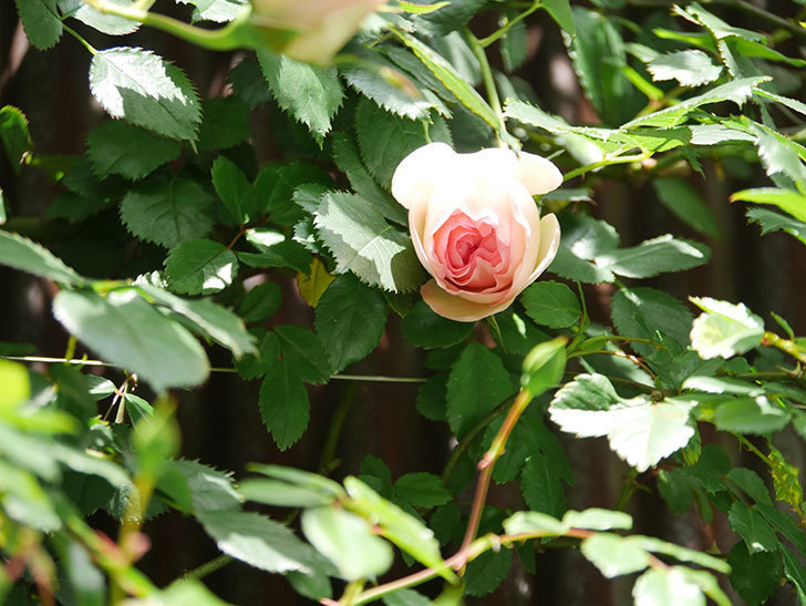 ピエール・ドゥ・ロンサール(Pierre de Ronsard)の花が少し咲いた。ツルバラ。2021年-024.jpg
