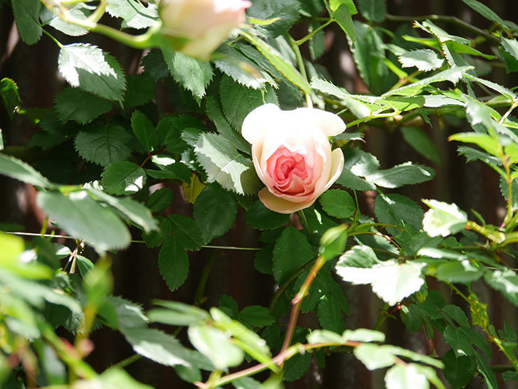 ピエール・ドゥ・ロンサール(Pierre de Ronsard)の花が少し咲いた。ツルバラ。2021年-025.jpg