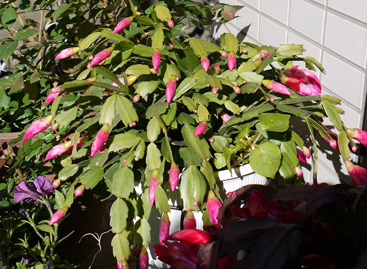 ピンクのシャコバサボテン（蝦蛄葉サボテン）が咲き始めた。2015年-2.jpg