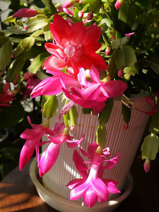 ピンクのシャコバサボテン（蝦蛄葉サボテン）が綺麗に咲いた。2015年-3.jpg
