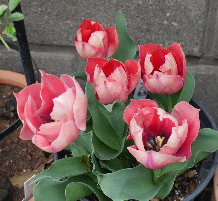ピンクのチューリップの花がたくさん咲いた。2019年-10.jpg
