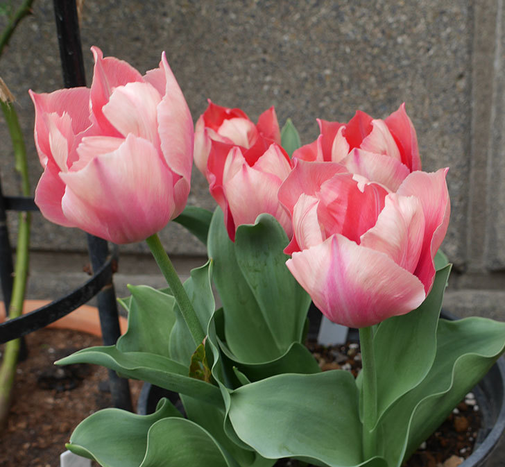 ピンクのチューリップの花がたくさん咲いた。2019年-11.jpg