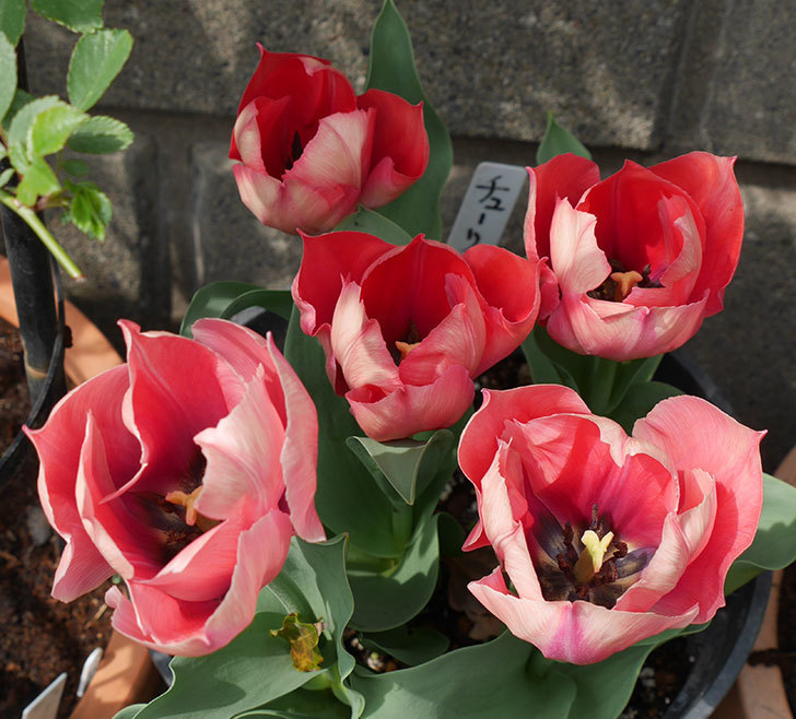 ピンクのチューリップの花がたくさん咲いた。2019年-2.jpg