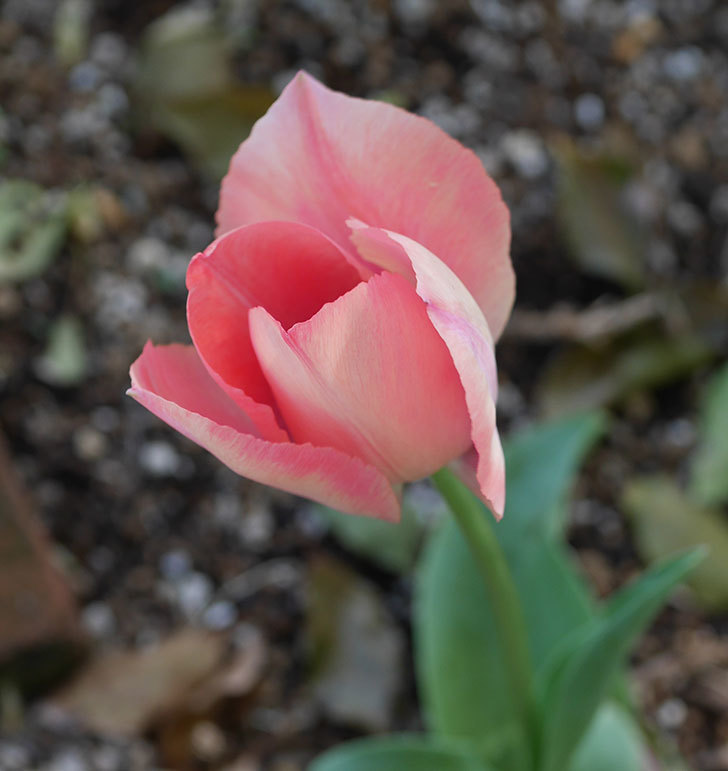 ピンクのチューリップの花が咲いた 年 花 02memo日記