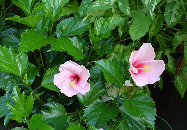 ピンクのハイビスカスが2個咲いた。2015年-4.jpg