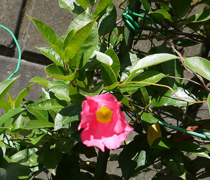 ピンクのマンデビラがまた咲きだした。2016年-3.jpg