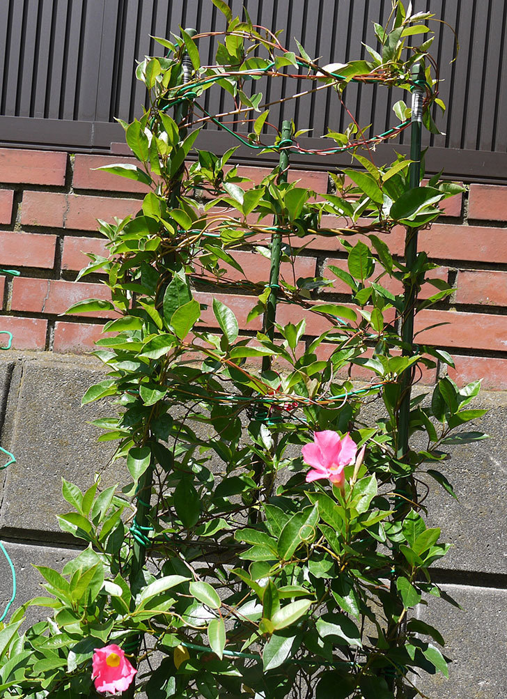 ピンクのマンデビラがまた咲きだした。2016年-5.jpg