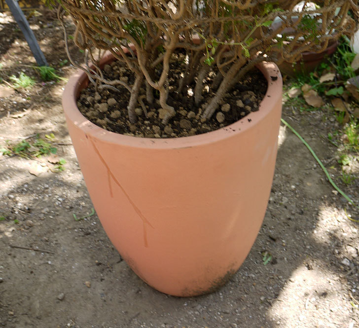 ピンクのマーガレットの鉢を植え替えた。2016年-12.jpg
