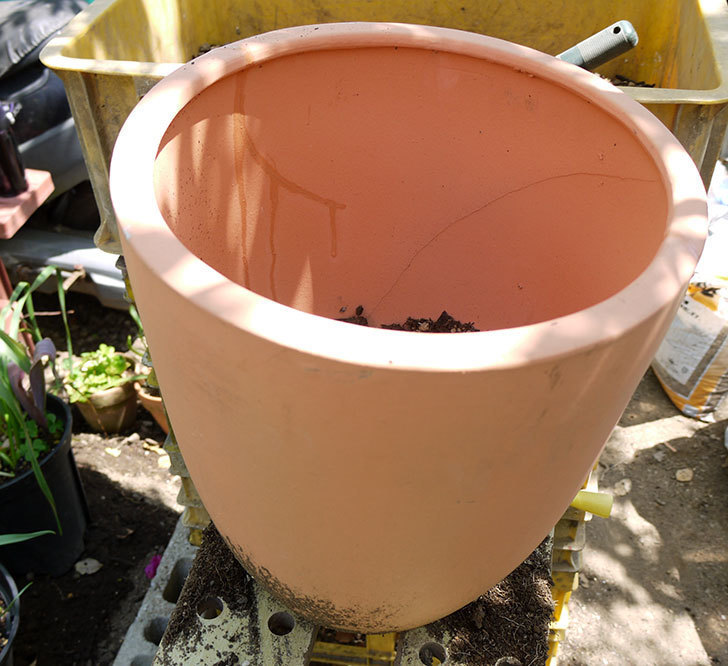 ピンクのマーガレットの鉢を植え替えた。2016年-8.jpg