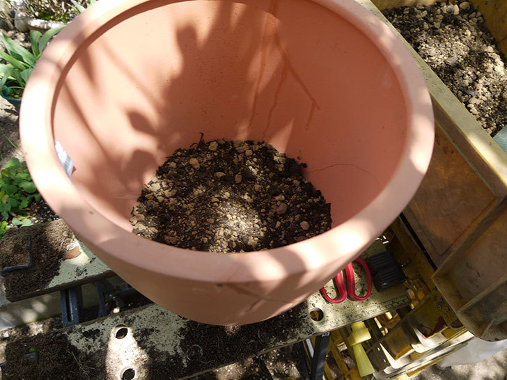 ピンクのマーガレットの鉢を植え替えた。2016年-9.jpg