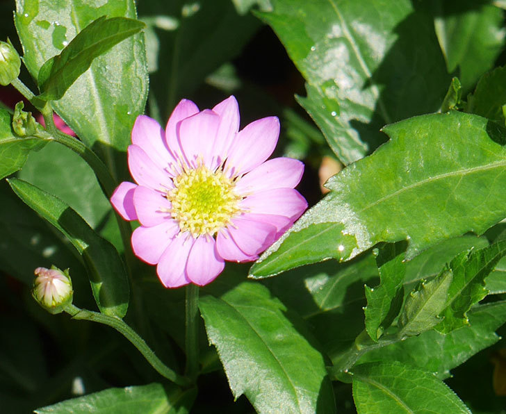 ピンクのミヤコワスレ(ノシュンギク)の花が咲いた。2019年-2.jpg