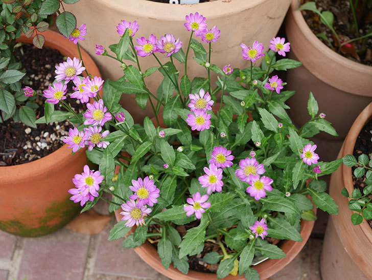 ピンクのミヤコワスレ(ノシュンギク)の花が増えてきた。2021年-008.jpg