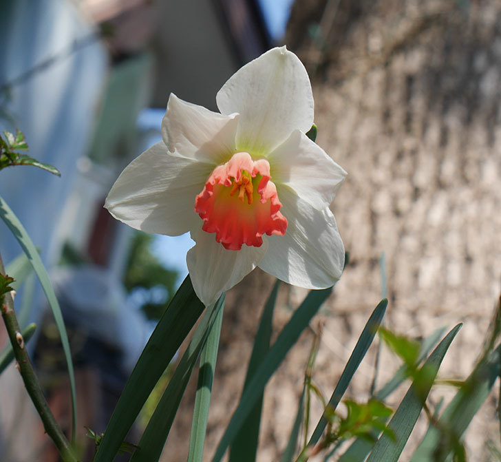 ピンクチャーム(スイセン)の花が1個咲いた。2019年-1.jpg