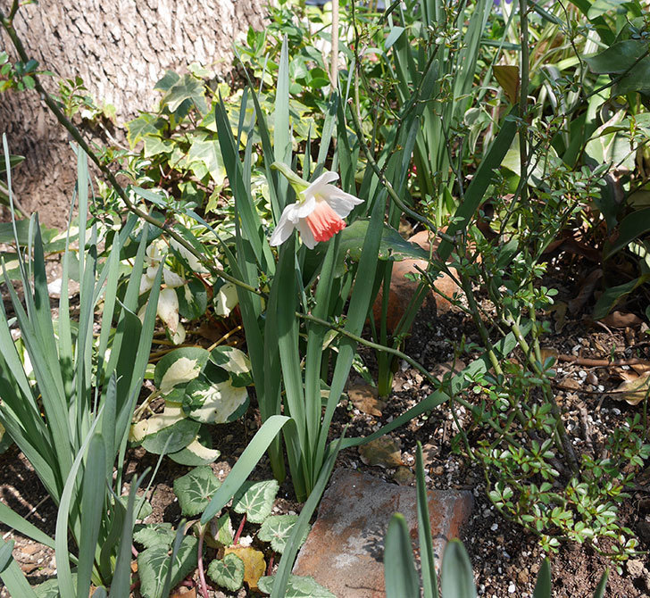ピンクチャーム(スイセン)の花が1個咲いた。2019年-4.jpg