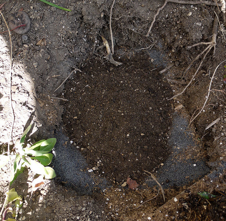 ピンクレッド(クレマチス)の鉢を地植えして誘引した。2017年-4.jpg