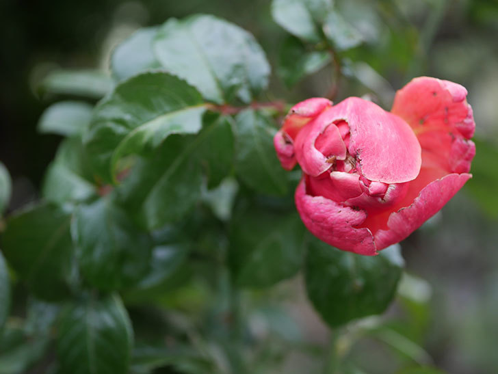 ピンク・ビンテージ(Pink Vintage)の新苗に秋花が咲いた。木立バラ。2020年-001.jpg